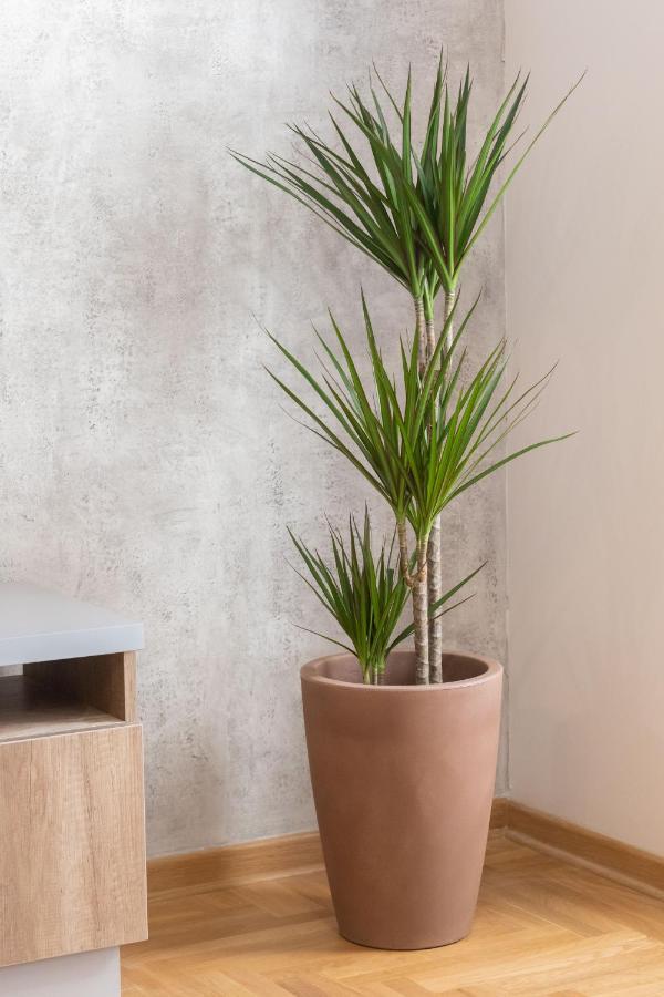 Apartment Bohemia ベオグラード エクステリア 写真